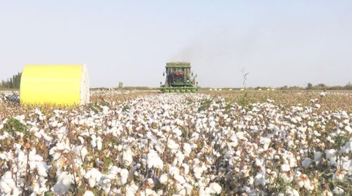 师市182万亩棉花开采