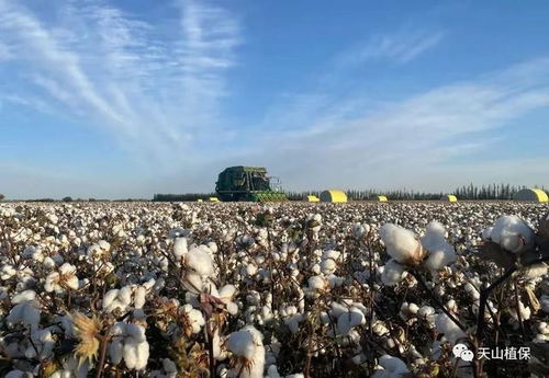 新疆籽棉收购价再度上涨,收购市场出现新动向,收购风险增高