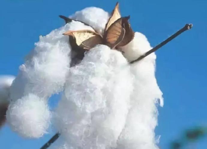调查数据显示,2018年夏津县棉花产量增加,收购价格上涨,但受成本上涨