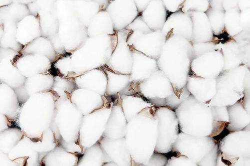 新疆棉采收接近尾声,棉价或将维持高位振荡