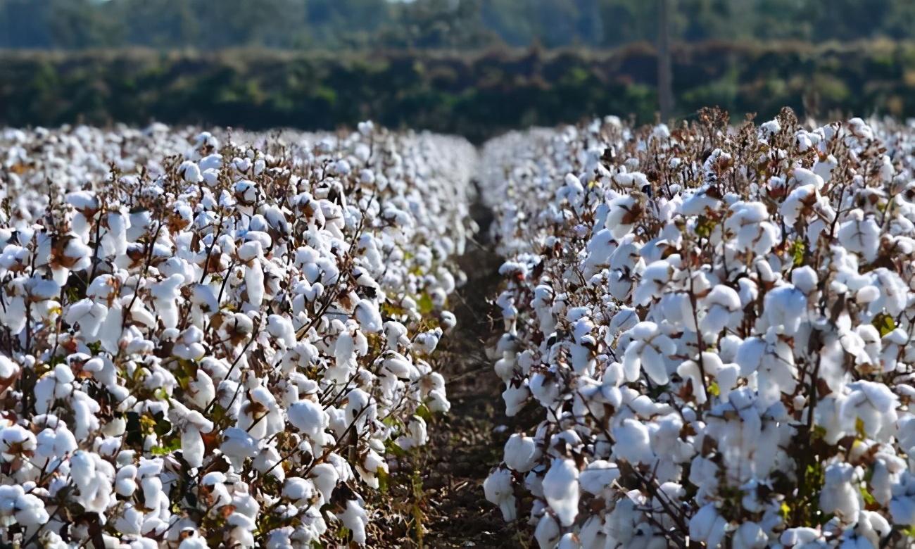 棉花丰收却无人收购?澳大利亚农民铤而走险,做出一危险决定