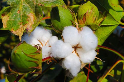而后由于多年的托市收购,导致棉花的库存量增大.