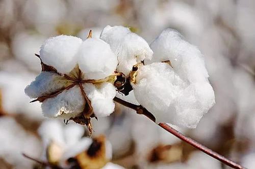 农发行全力保障棉花收购确保"钱等棉"