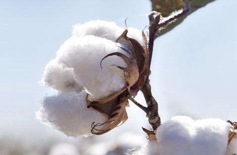 201213年度中储棉收购临储棉花量已达583万吨