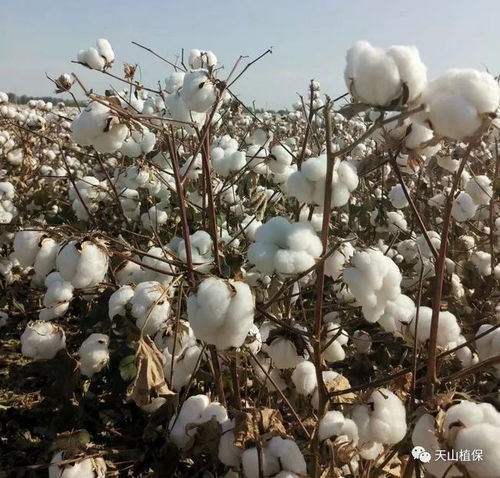 新疆棉花高产栽培技术,你怎么看
