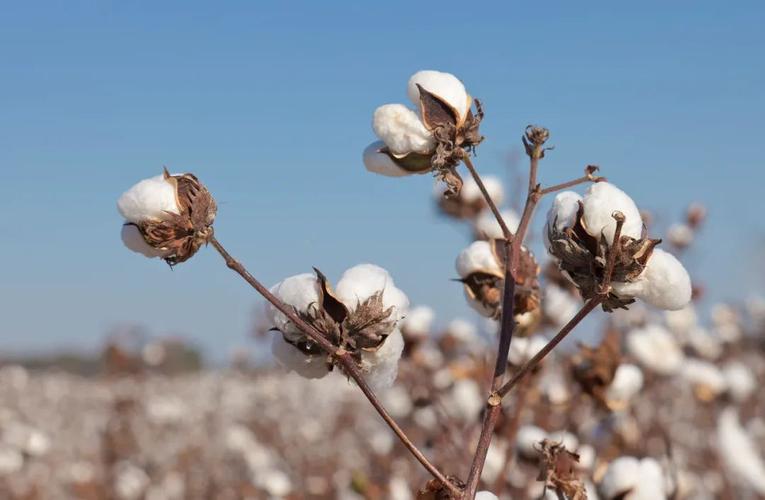数据报表棉花的收购价格高于去年