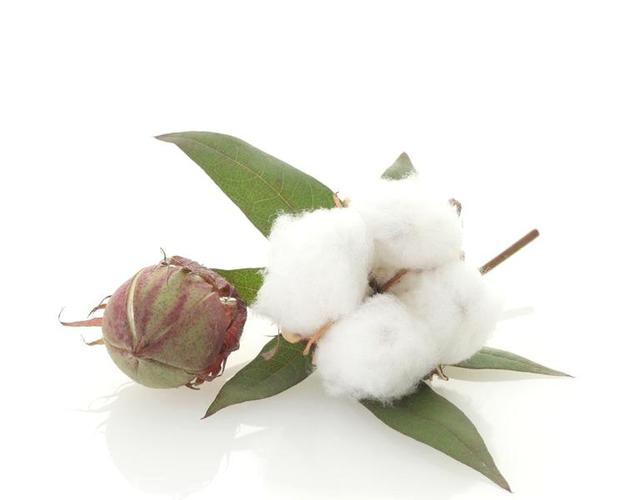 1件 产品详情 徐州思宏纺织有限公司是皮棉,棉花等产品专业生产加工的